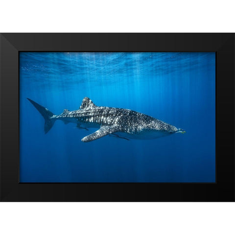 Whale Shark In The Blue Black Modern Wood Framed Art Print by Gabriel, Barathieu