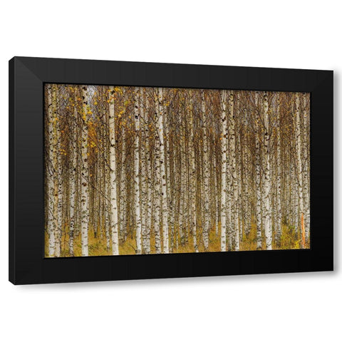 Birches Black Modern Wood Framed Art Print by Gustafsson, Torbjorn