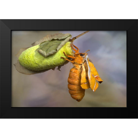 Eclosion Black Modern Wood Framed Art Print by Hoffman, Jimmy