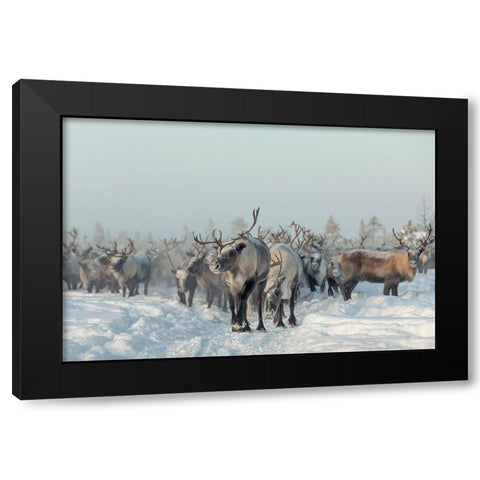 Reindeers Black Modern Wood Framed Art Print with Double Matting by Minar, Patrik