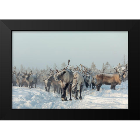 Reindeers Black Modern Wood Framed Art Print by Minar, Patrik