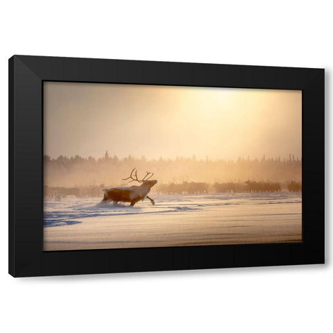 Alpha Male Black Modern Wood Framed Art Print with Double Matting by Minar, Patrik