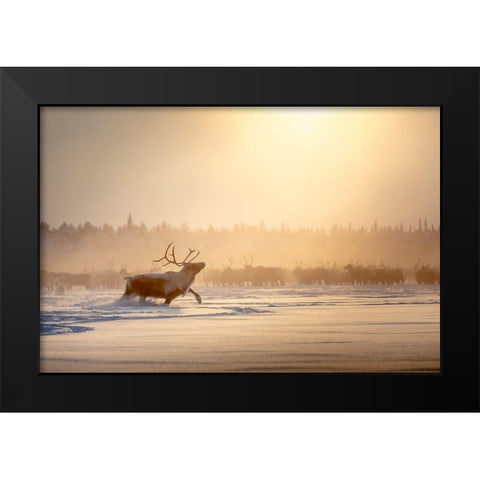 Alpha Male Black Modern Wood Framed Art Print by Minar, Patrik