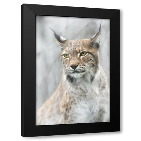 Lynx Portrait In The Fog Black Modern Wood Framed Art Print by Pascual Buye, Santiago