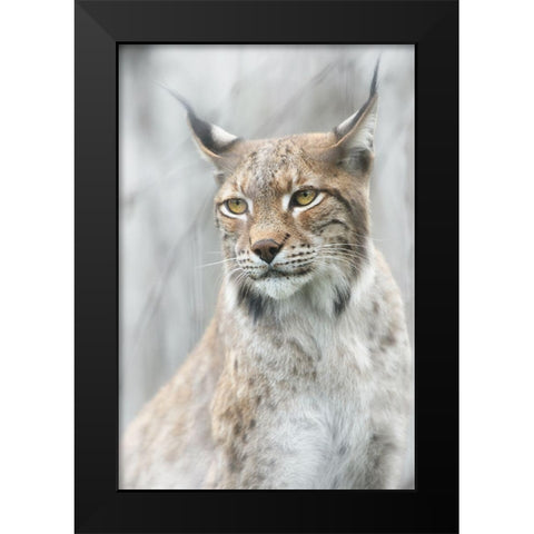 Lynx Portrait In The Fog Black Modern Wood Framed Art Print by Pascual Buye, Santiago