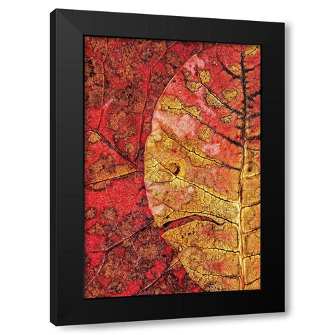 Dying Leaf Black Modern Wood Framed Art Print by Klabus, Ales