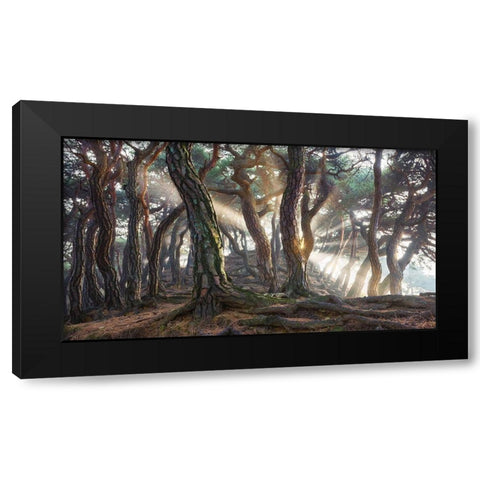Sacred Pine Trees Black Modern Wood Framed Art Print with Double Matting by Ryu, Jaeyoun