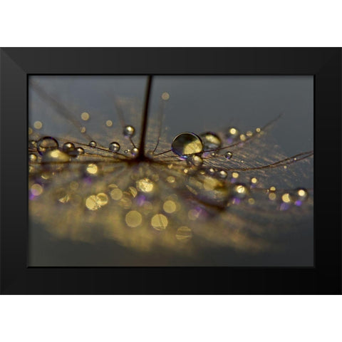 Golden Purple Black Modern Wood Framed Art Print by Westum, Heidi