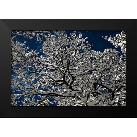 Snow In The Forest Black Modern Wood Framed Art Print by Moon, Katia