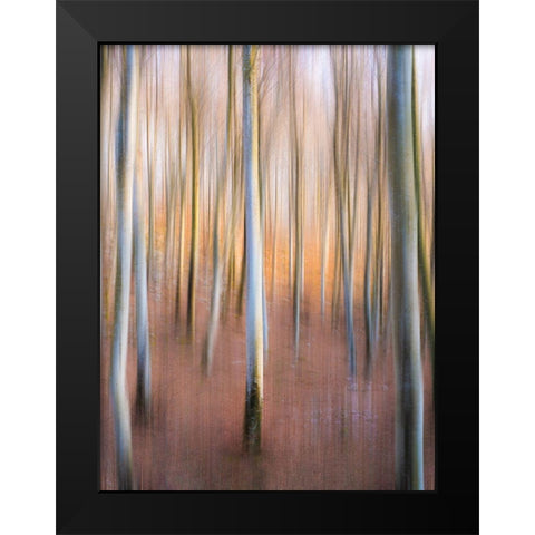 Magic Woodland Black Modern Wood Framed Art Print by Zanin, Riccardo