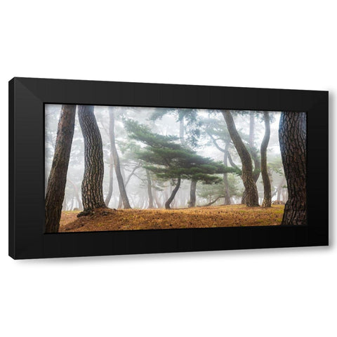 In The Misty Pine Forest Black Modern Wood Framed Art Print by Ryu, Jaeyoun