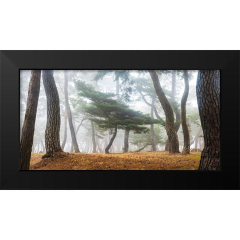 In The Misty Pine Forest Black Modern Wood Framed Art Print by Ryu, Jaeyoun