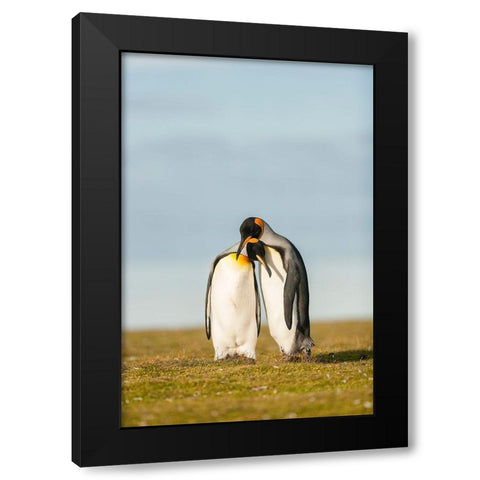 King Penguins Couple Black Modern Wood Framed Art Print by Gil Raga, Joan