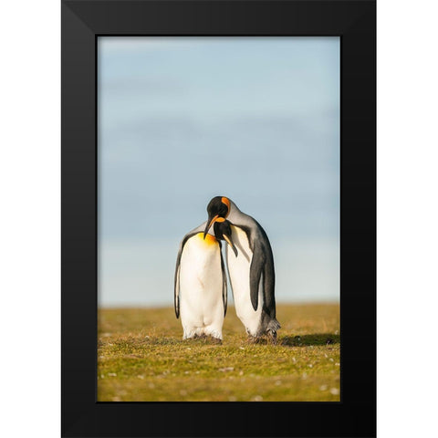 King Penguins Couple Black Modern Wood Framed Art Print by Gil Raga, Joan