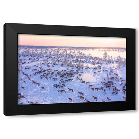 North Of Russia - Wilde Reindeers Black Modern Wood Framed Art Print with Double Matting by Minar, Patrik