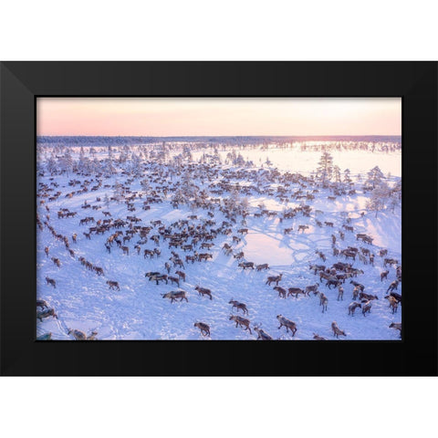 North Of Russia - Wilde Reindeers Black Modern Wood Framed Art Print by Minar, Patrik