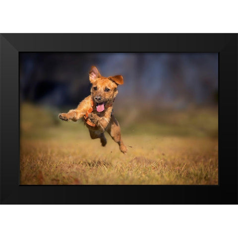 Happy Scooby Black Modern Wood Framed Art Print by Gregor