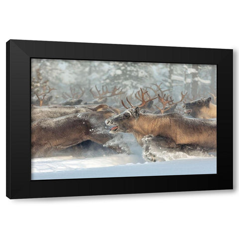 Reindeers Iii Black Modern Wood Framed Art Print with Double Matting by Minar, Patrik