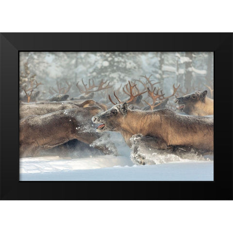 Reindeers Iii Black Modern Wood Framed Art Print by Minar, Patrik