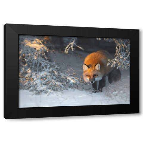 Red Fox Black Modern Wood Framed Art Print with Double Matting by Marchegiani, Roberto