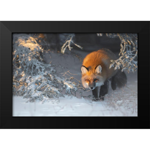 Red Fox Black Modern Wood Framed Art Print by Marchegiani, Roberto