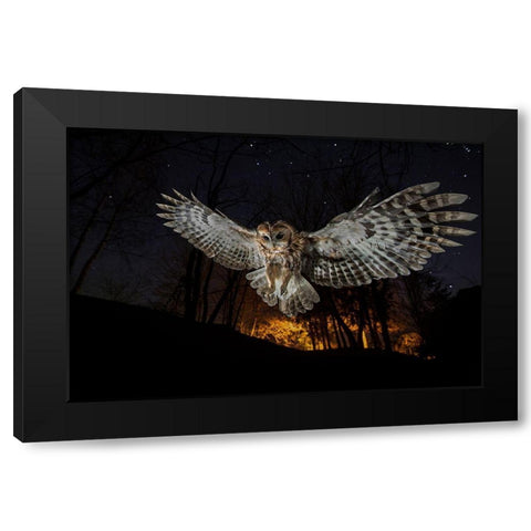 Tawny Owl And The False Fire Black Modern Wood Framed Art Print by Moglia, Fabrizio
