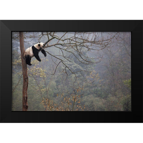 Lazy Panda Black Modern Wood Framed Art Print by Catta, Alessandro