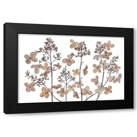 Hydrangea Paniculata Black Modern Wood Framed Art Print by Disher, Mandy