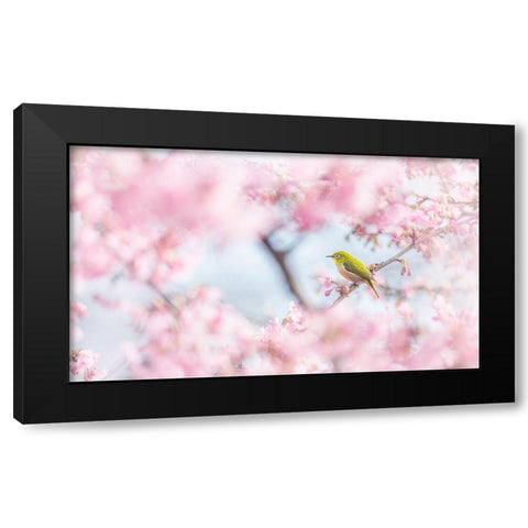 Cherry-Blossom Color Black Modern Wood Framed Art Print with Double Matting by Suzuki, Takashi