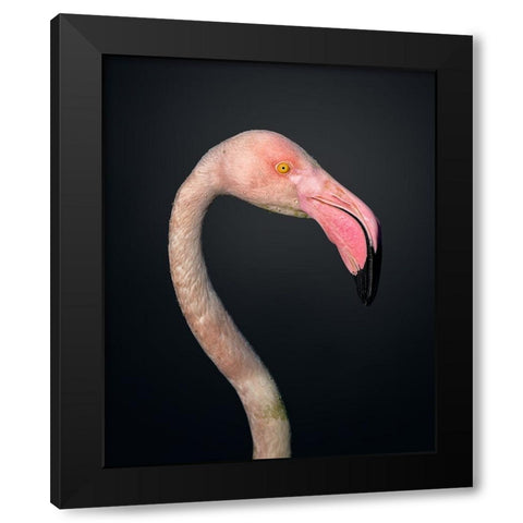 F L A M B O Y A N C E Black Modern Wood Framed Art Print with Double Matting by Fegari