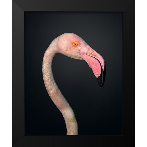 F L A M B O Y A N C E Black Modern Wood Framed Art Print by Fegari