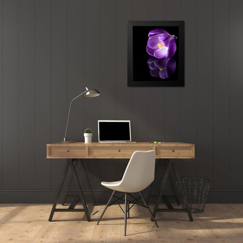 Crocus Flower With Reflections Black Modern Wood Framed Art Print by Gade, Jens