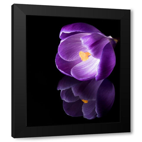Crocus Flower With Reflections Black Modern Wood Framed Art Print with Double Matting by Gade, Jens
