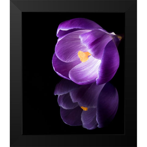 Crocus Flower With Reflections Black Modern Wood Framed Art Print by Gade, Jens