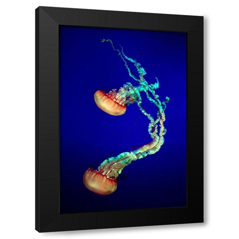 Jelly Fish Black Modern Wood Framed Art Print by Provost, Louis-Philippe