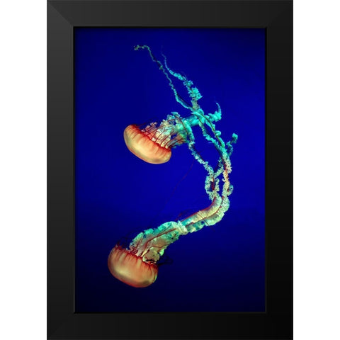 Jelly Fish Black Modern Wood Framed Art Print by Provost, Louis-Philippe
