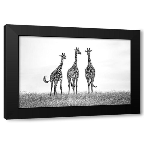 Giraffes In The  Mara Plains Black Modern Wood Framed Art Print by Ortega, Xavier
