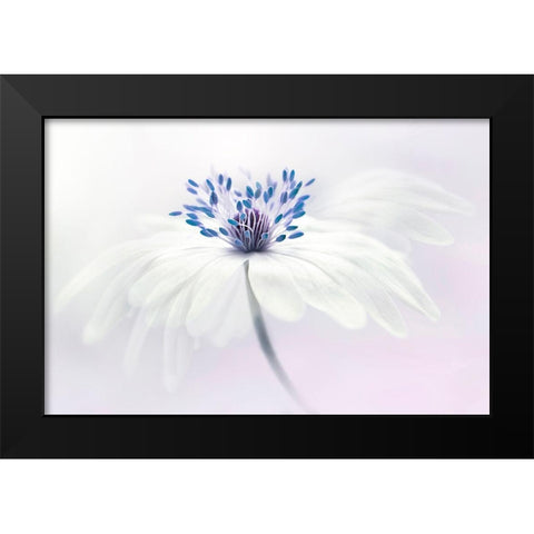 Anemone Blanda Black Modern Wood Framed Art Print by Parker, Jacky