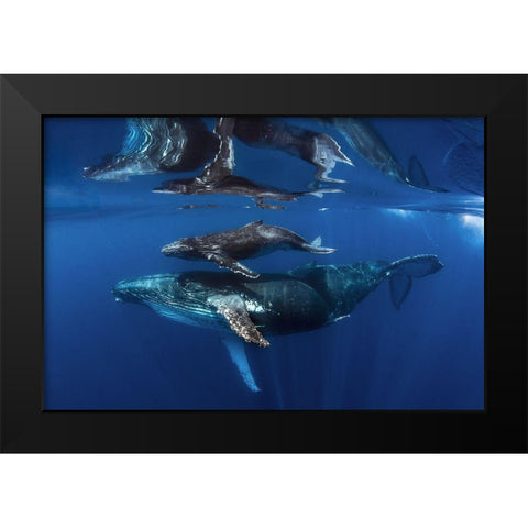 Reflections Black Modern Wood Framed Art Print by Peneau, Cedric