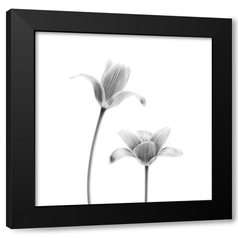 First Tulips Black Modern Wood Framed Art Print by Gronkjar, Lotte