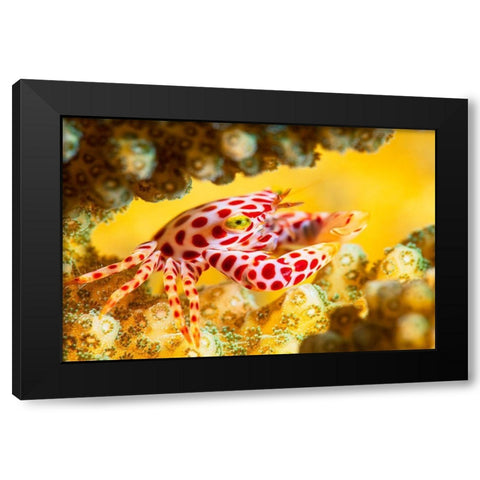 Red -Spotted Guard Crab Black Modern Wood Framed Art Print by Gabriel, Barathieu