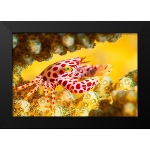 Red -Spotted Guard Crab Black Modern Wood Framed Art Print by Gabriel, Barathieu