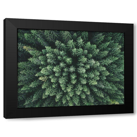 Moody Forest From Above Black Modern Wood Framed Art Print by Lindsten, Christian