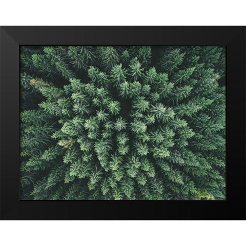 Moody Forest From Above Black Modern Wood Framed Art Print by Lindsten, Christian
