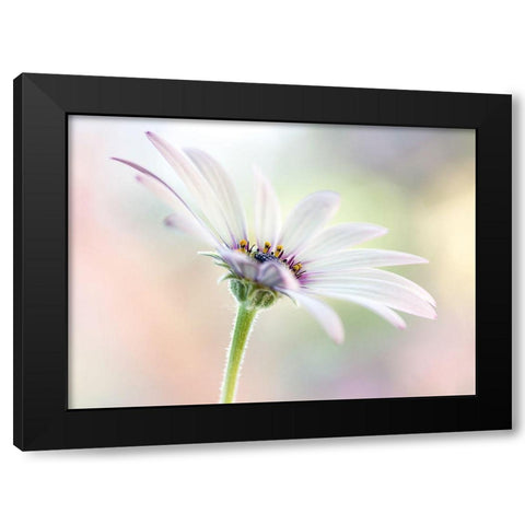 Cape Daisy Black Modern Wood Framed Art Print by Disher, Mandy
