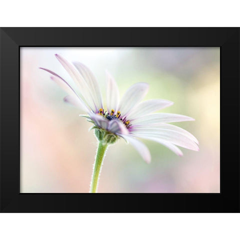 Cape Daisy Black Modern Wood Framed Art Print by Disher, Mandy
