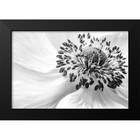 Anemone Black Modern Wood Framed Art Print by Disher, Mandy