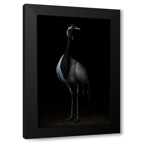 Demoiselle Crane Portrait Ii Black Modern Wood Framed Art Print with Double Matting by Pascual Buye, Santiago