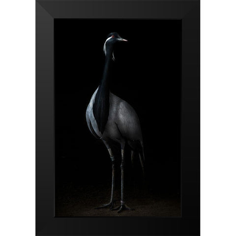Demoiselle Crane Portrait Ii Black Modern Wood Framed Art Print by Pascual Buye, Santiago