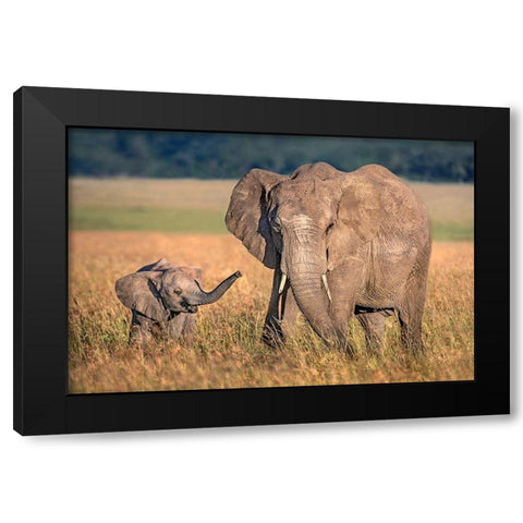 Mom Elephant With Calf Black Modern Wood Framed Art Print by Ortega, Xavier